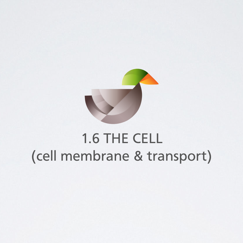 cell membrane & transport