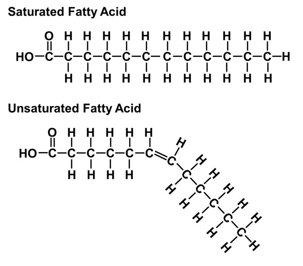 exam diet saturated unsaturated fatty acid